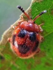 Stenotarsus pardalis