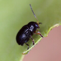 Cryptocephalus labiatus