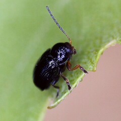 Cryptocephalus labiatus