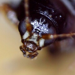 Cryptocephalus labiatus