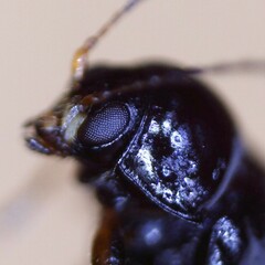 Cryptocephalus labiatus