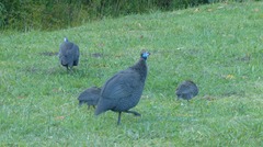 Numida meleagris coronatus