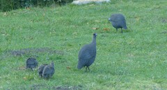 Numida meleagris coronatus