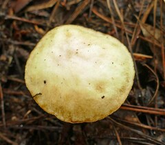 Suillus hirtellus