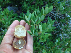 Andricus vacciniifoliae