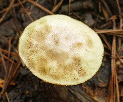Suillus hirtellus