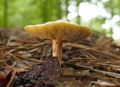 Suillus hirtellus