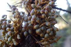 Arceuthobium campylopodum