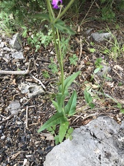 Mirabilis melanotricha