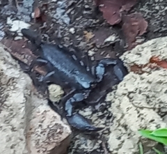 Opisthacanthus capensis