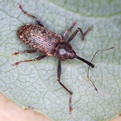 Dorytomus longimanus