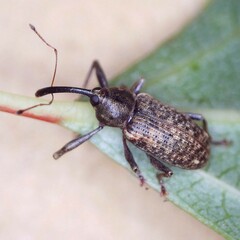 Dorytomus longimanus