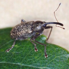 Dorytomus longimanus