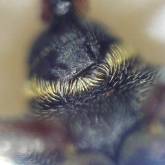 Dorytomus longimanus