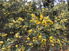 Senna artemisioides coriacea