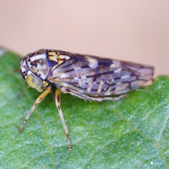 Stenidiocerus poecilus
