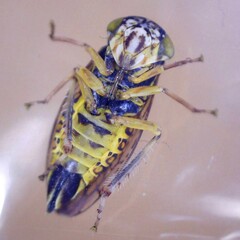 Stenidiocerus poecilus