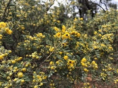 Senna artemisioides coriacea