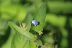 Hoplia coerulea