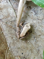 Eleutherodactylus planirostris