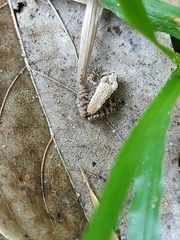 Eleutherodactylus planirostris