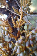 Arceuthobium campylopodum