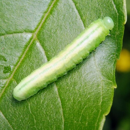 Black Ash Sawfly