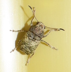 Anthribidae