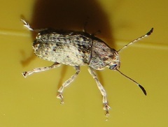 Anthribidae
