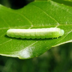 Tomostethus nigritus