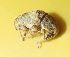 Anthribidae