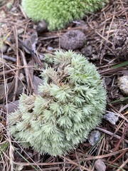 Leucobryum