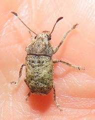 Anthribidae