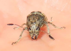Anthribidae