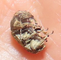 Anthribidae