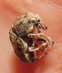 Anthribidae