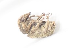 Anthribidae