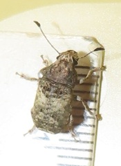 Anthribidae