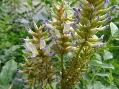 Glycyrrhiza
