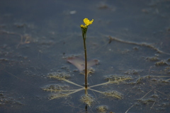 Utricularia inflata