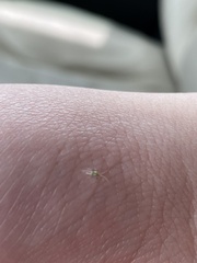 Campyloneura virgula