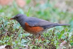 Turdus hortulorum