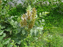Glycyrrhiza