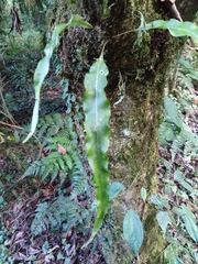 Lepisorus obscurevenolusus