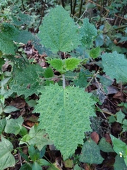 Urtica thunbergiana