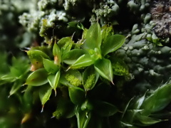 Syntrichia papillosa