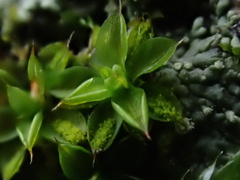 Syntrichia papillosa