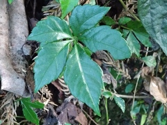 Tetrastigma obtectum