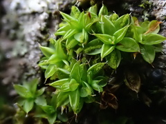Syntrichia papillosa