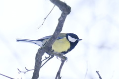 Parus major